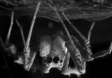 Aranhas exibem fase de sono semelhante à dos humanos