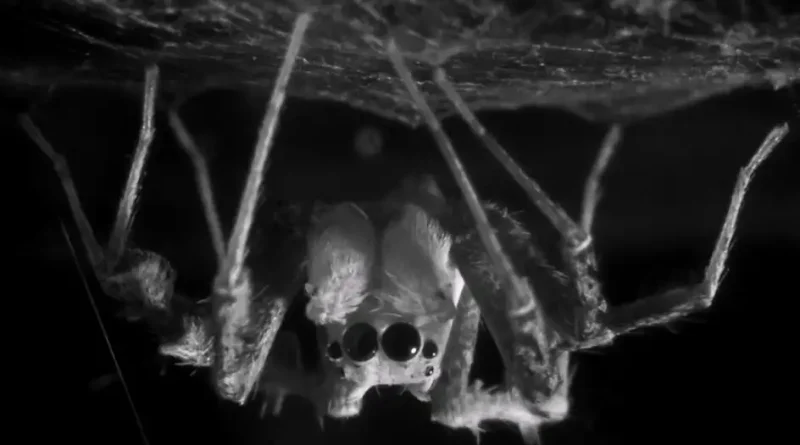 Aranhas exibem fase de sono semelhante à dos humanos
